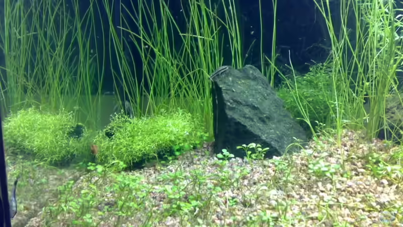 Besatz im Aquarium Becken 5078 von David Nachtweih (10)