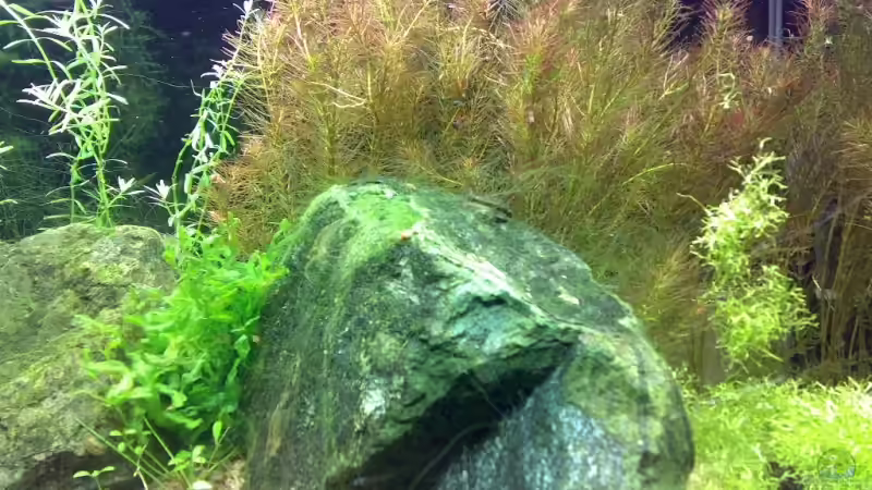 Besatz im Aquarium Becken 5078 von David Nachtweih (11)