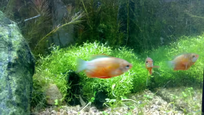 Besatz im Aquarium Becken 5078 von David Nachtweih (12)