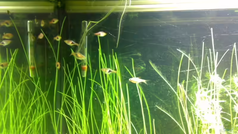 Besatz im Aquarium Becken 5078 von David Nachtweih (13)