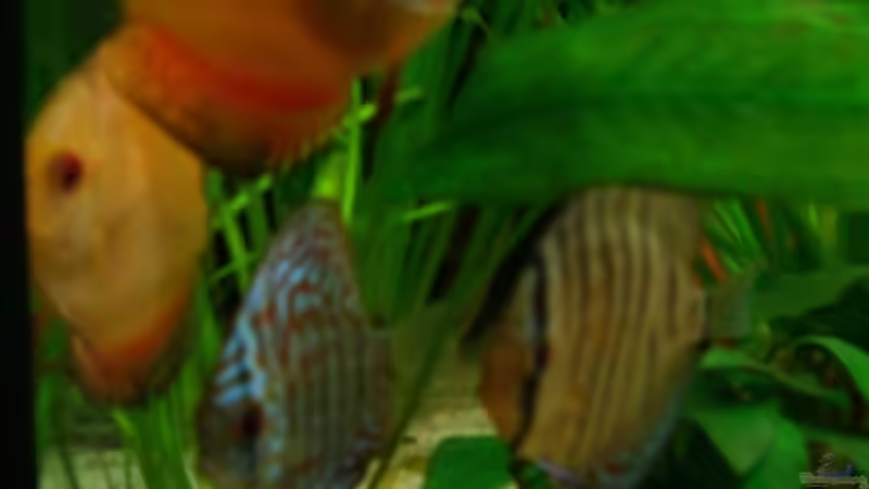 Besatz im Aquarium Becken 5092 von Johannes (19)