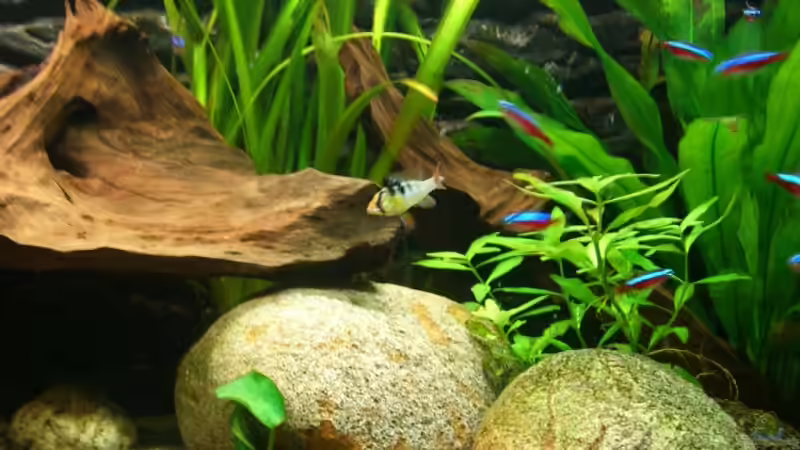 Besatz im Aquarium Becken 5092 von Johannes (21)