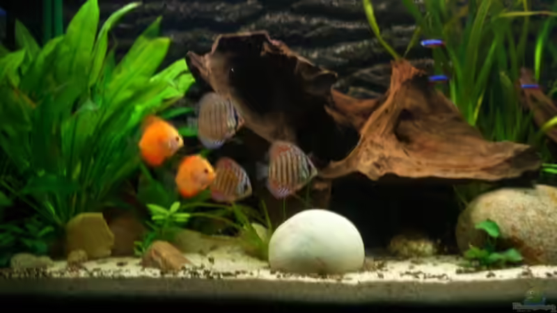 Besatz im Aquarium Becken 5092 von Johannes (22)