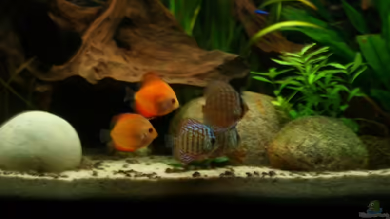 Besatz im Aquarium Becken 5092 von Johannes (23)