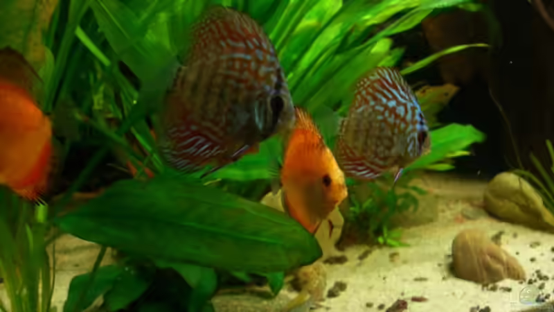 Besatz im Aquarium Becken 5092 von Johannes (24)