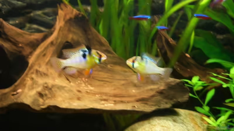 Besatz im Aquarium Becken 5092 von Johannes (25)