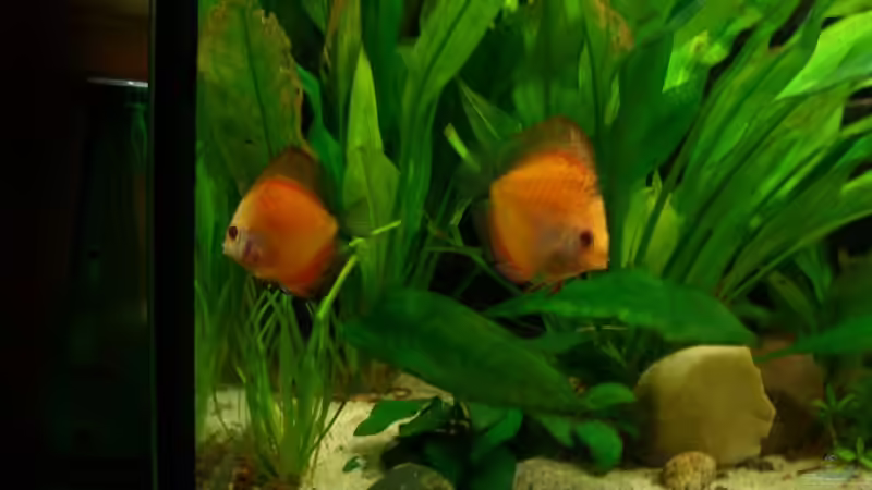 Besatz im Aquarium Becken 5092 von Johannes (26)