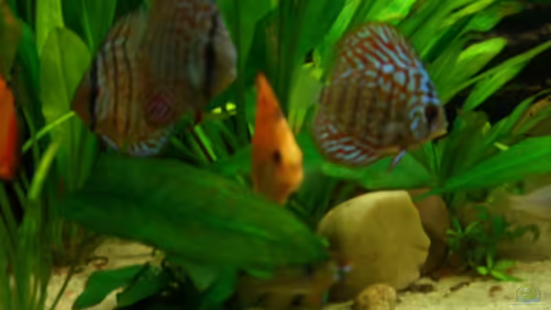 Besatz im Aquarium Becken 5092 von Johannes (27)