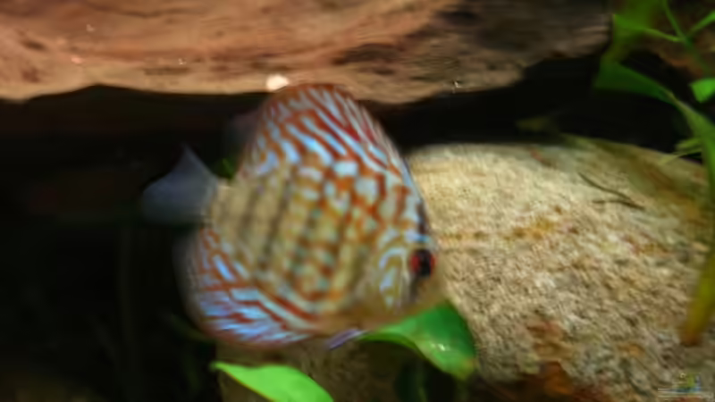 Besatz im Aquarium Becken 5092 von Johannes (30)