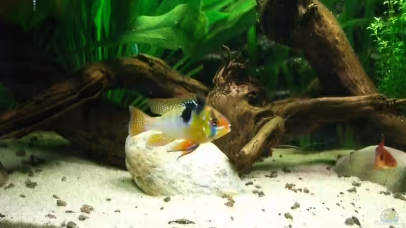 Besatz im Aquarium Becken 5092 von Johannes (31)