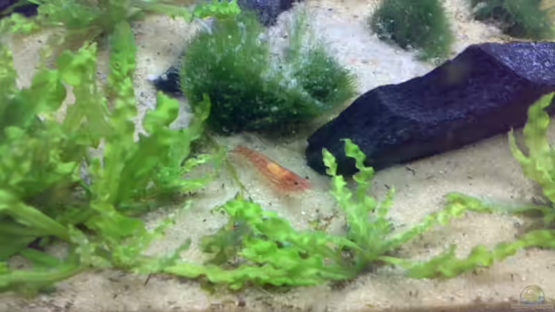 Besatz im Aquarium Becken 5103 von David Nachtweih (6)