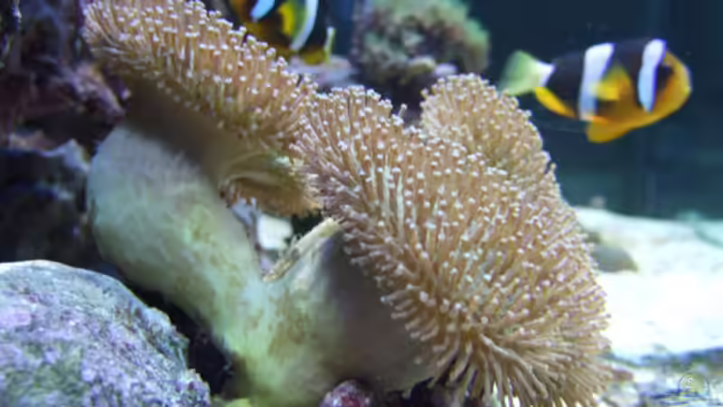 Besatz im Aquarium Becken 5109 von lex2lex (23)