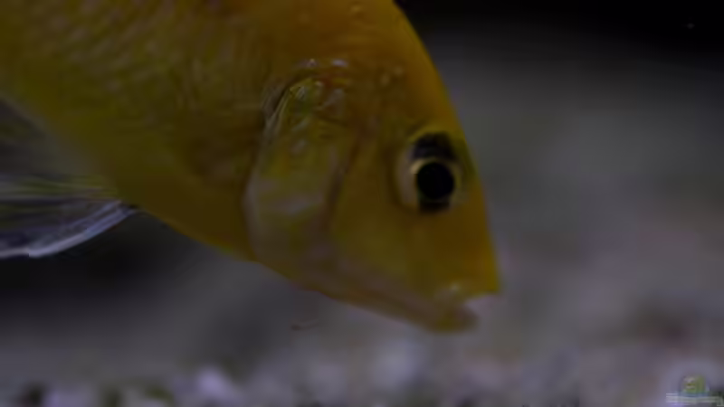 Besatz im Aquarium Becken 5110 von maggo 28 (34)