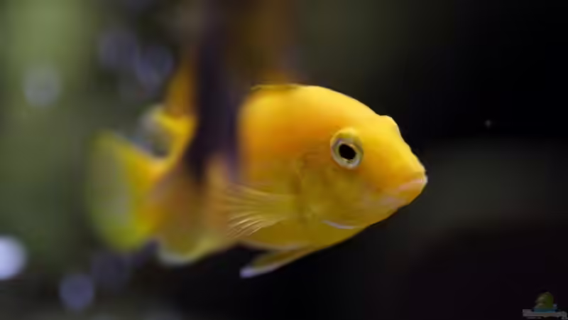 Besatz im Aquarium Becken 5110 von maggo 28 (36)