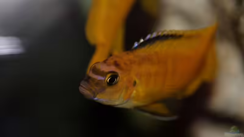 Besatz im Aquarium Becken 5110 von maggo 28 (38)