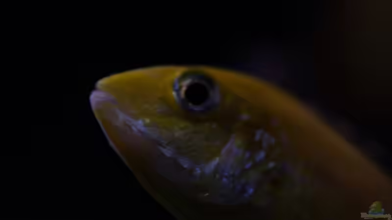 Besatz im Aquarium Becken 5110 von maggo 28 (41)