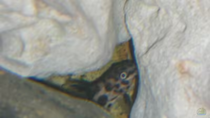 Besatz im Aquarium Becken 5110 von maggo 28 (46)