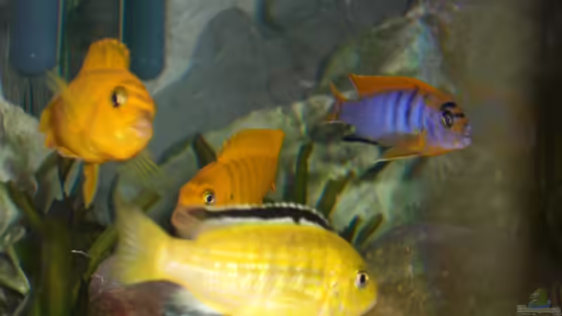 Besatz im Aquarium Becken 5110 von maggo 28 (47)