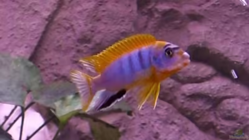 Besatz im Aquarium Becken 5110 von maggo 28 (49)