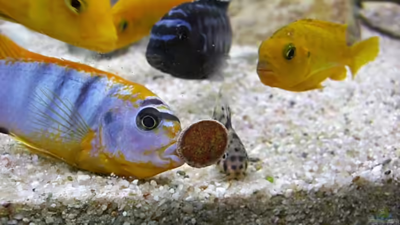 Besatz im Aquarium Becken 5110 von maggo 28 (50)