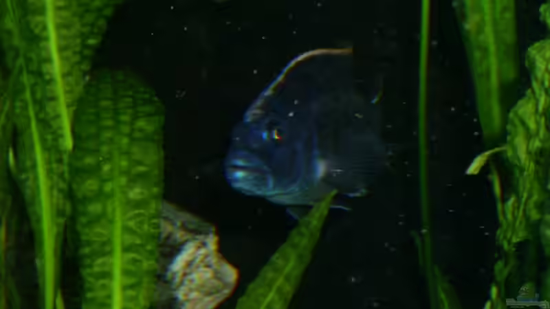 Besatz im Aquarium Becken 512 von Fred Wieber (10)