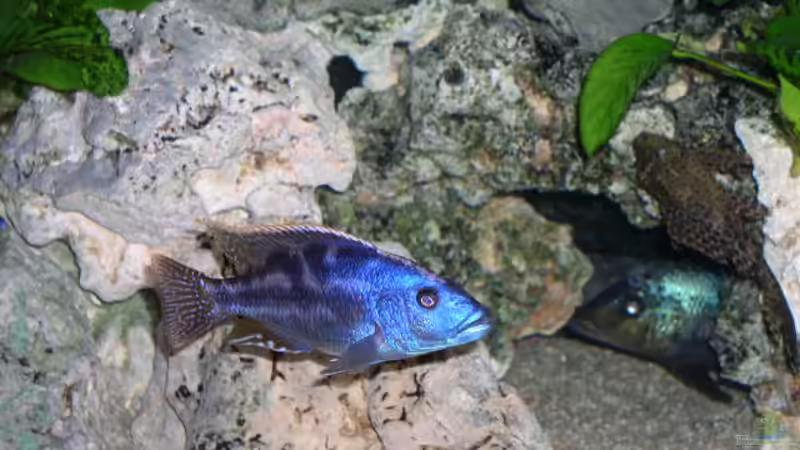 Besatz im Aquarium Becken 512 von Fred Wieber (11)