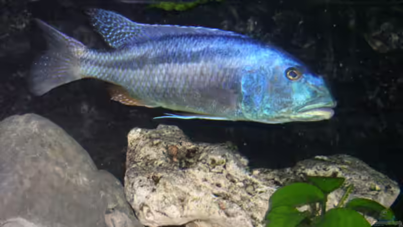 Besatz im Aquarium Becken 512 von Fred Wieber (12)