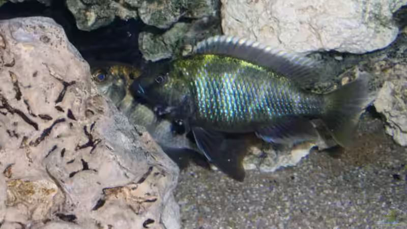 Besatz im Aquarium Becken 512 von Fred Wieber (13)