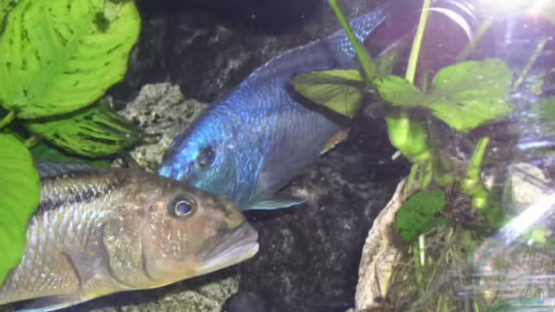 Besatz im Aquarium Becken 512 von Fred Wieber (9)