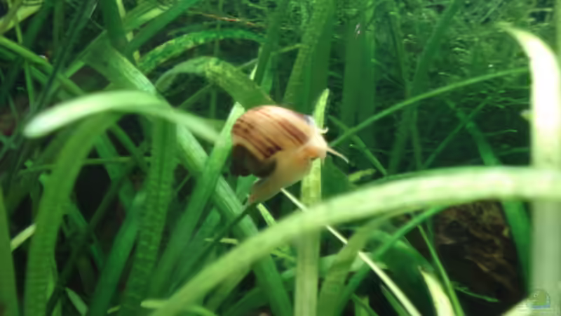 Besatz im Aquarium Becken 5127 von Markus Rausch (5)