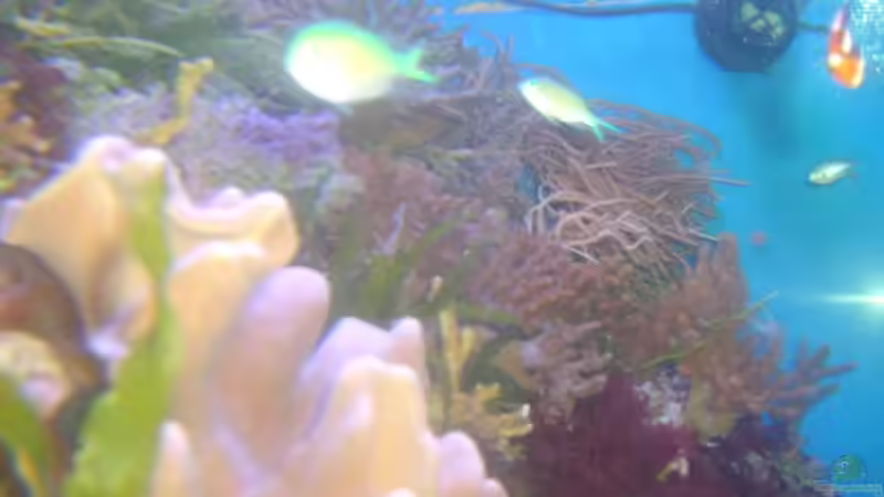 Besatz im Aquarium Becken 5130 von Andre Kian (17)