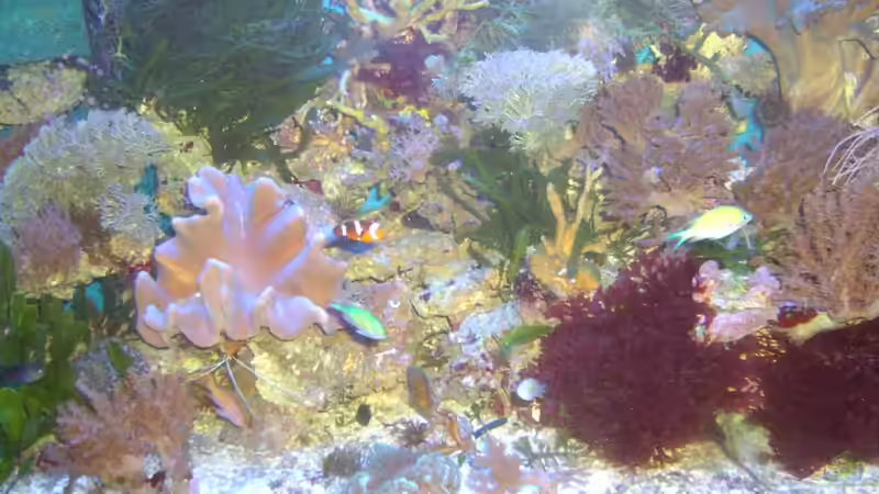 Besatz im Aquarium Becken 5130 von Andre Kian (18)