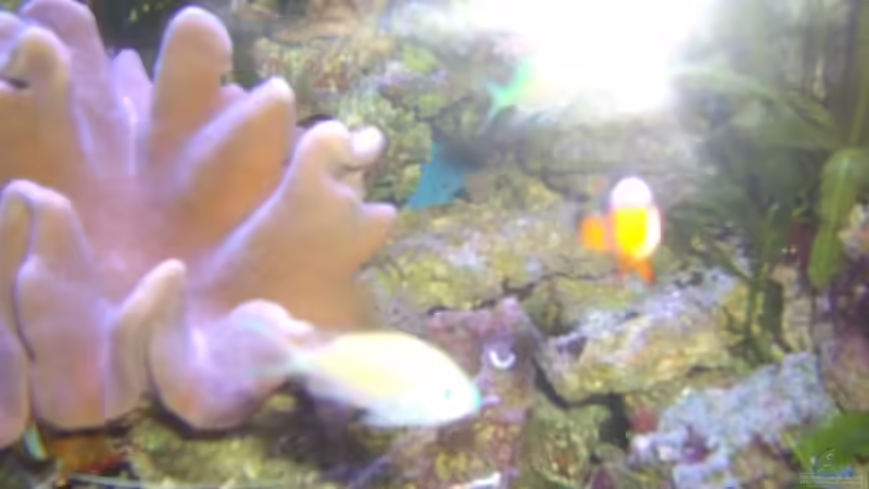 Besatz im Aquarium Becken 5130 von Andre Kian (20)