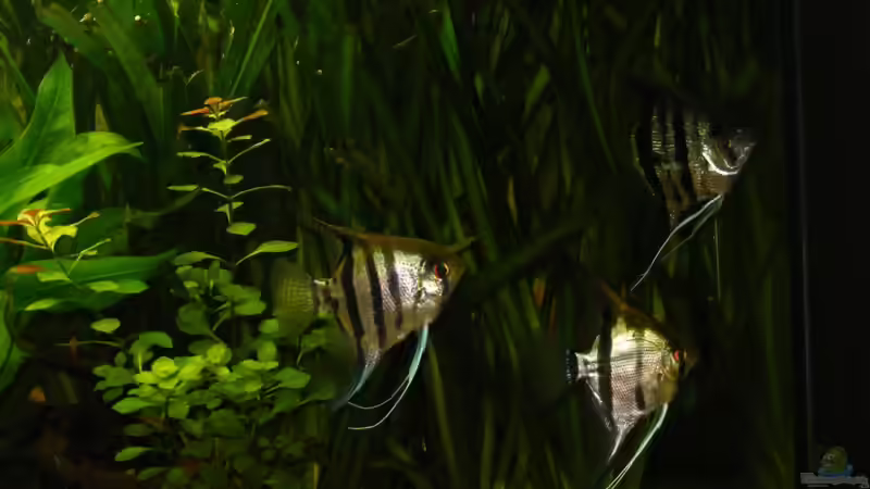 Besatz im Aquarium Becken 5133 von Adamov (38)