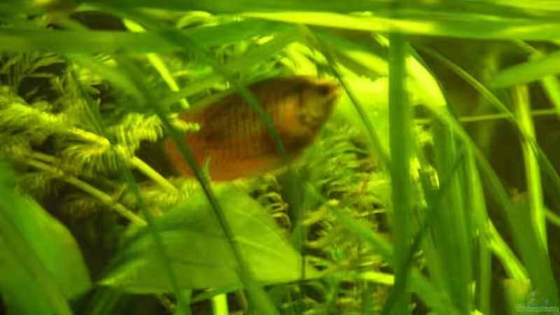 Besatz im Aquarium Becken 5143 von Martin Netek (2)