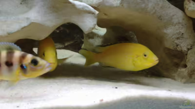 Besatz im Aquarium Becken 515 von Marc Weise (18)