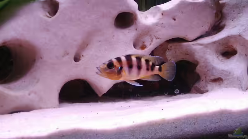 Besatz im Aquarium Becken 515 von Marc Weise (19)