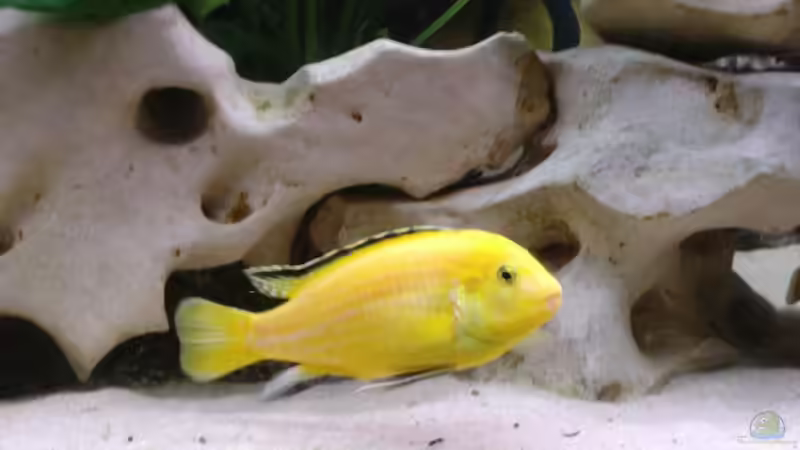 Besatz im Aquarium Becken 515 von Marc Weise (20)