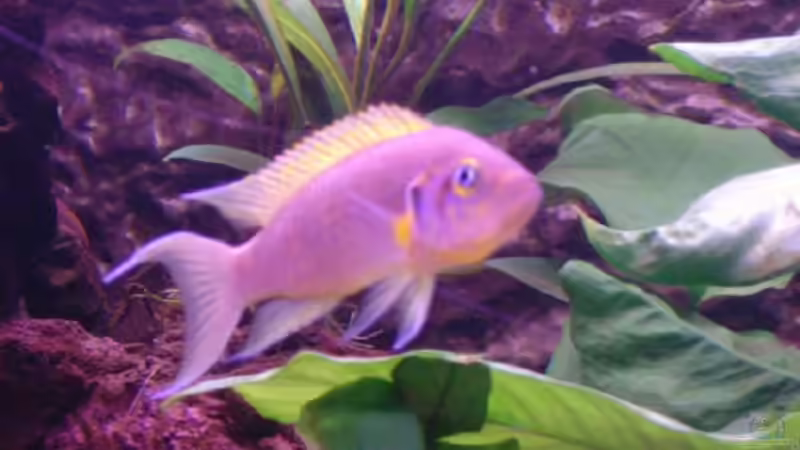 Besatz im Aquarium Becken 515 von Marc Weise (22)