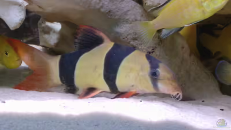 Besatz im Aquarium Becken 515 von Marc Weise (23)