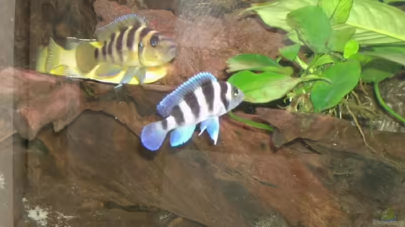 Besatz im Aquarium Becken 515 von Marc Weise (24)