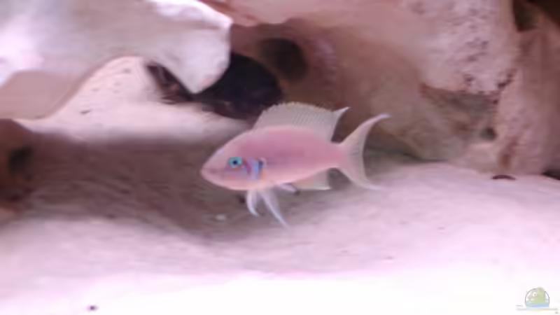 Besatz im Aquarium Becken 516 von Manuela Schmidt & Marc Weise (18)