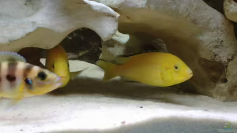 Besatz im Aquarium Becken 516 von Manuela Schmidt & Marc Weise (23)