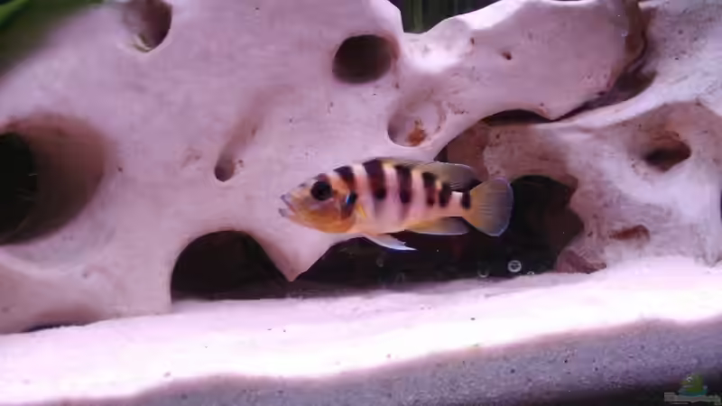 Besatz im Aquarium Becken 516 von Manuela Schmidt & Marc Weise (24)