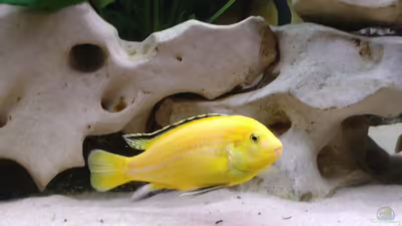 Besatz im Aquarium Becken 516 von Manuela Schmidt & Marc Weise (25)