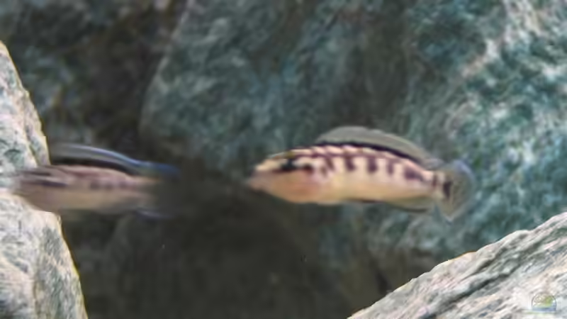 Besatz im Aquarium Becken 5164 von Markusch85 (10)