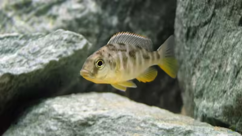 Besatz im Aquarium Becken 5164 von Markusch85 (8)