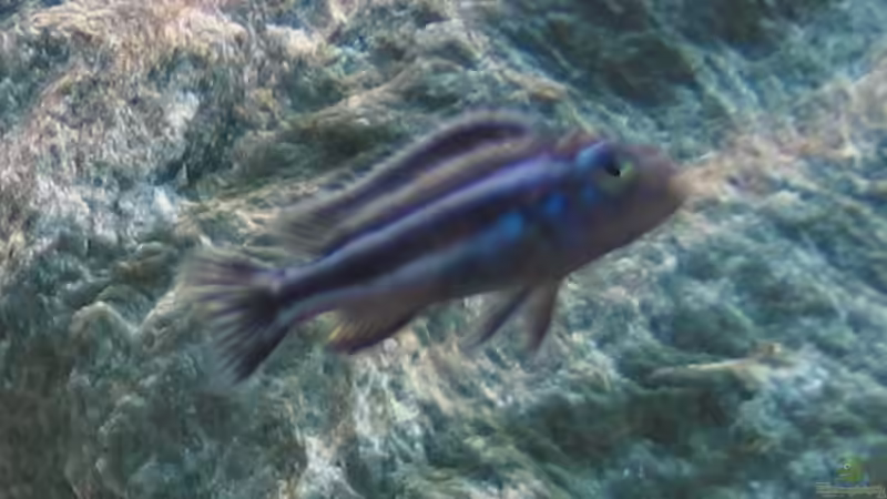 Besatz im Aquarium Becken 5164 von Markusch85 (9)