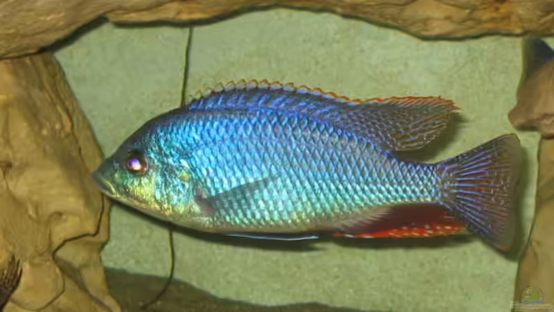 Besatz im Aquarium Becken 5165 von Thomas Leeb (17)