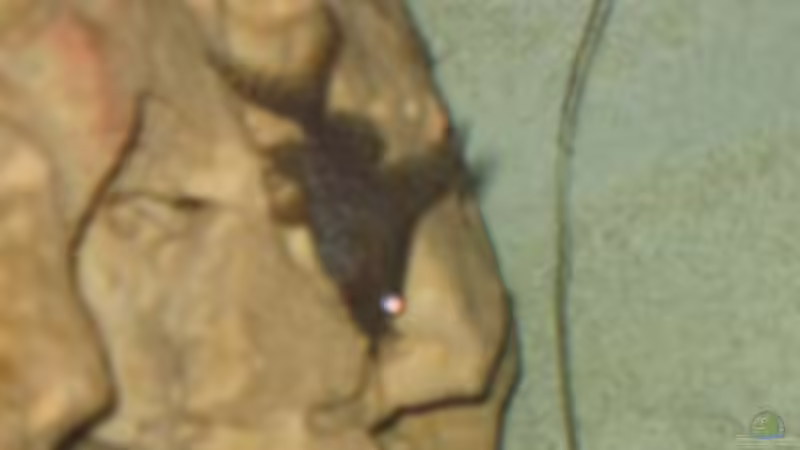 Besatz im Aquarium Becken 5165 von Thomas Leeb (18)